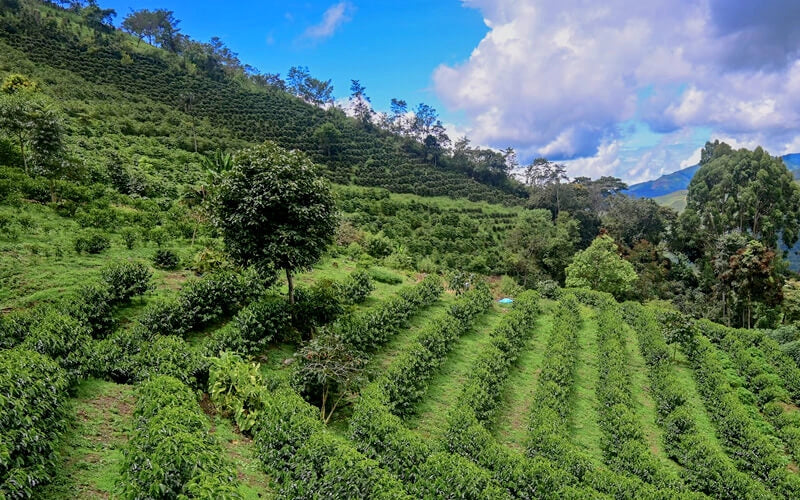 Peru Kaphiy