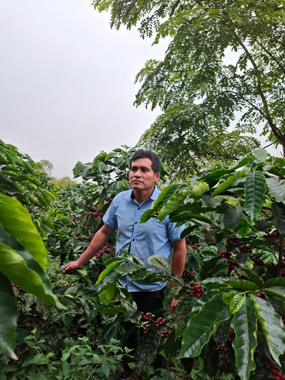 Peru Kaphiy