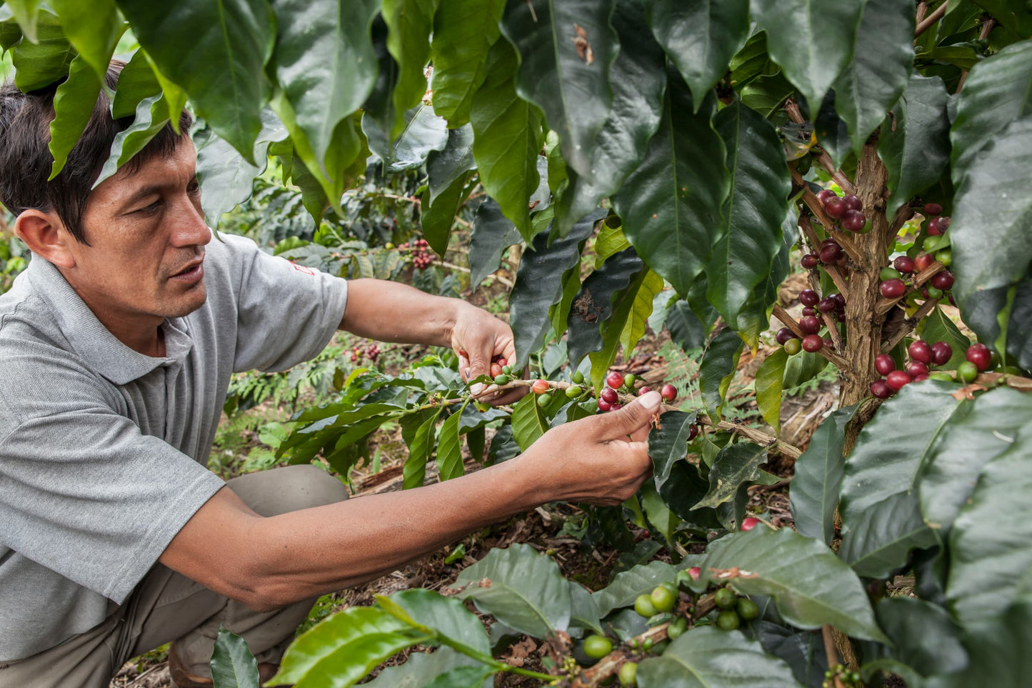 Peru Kaphiy